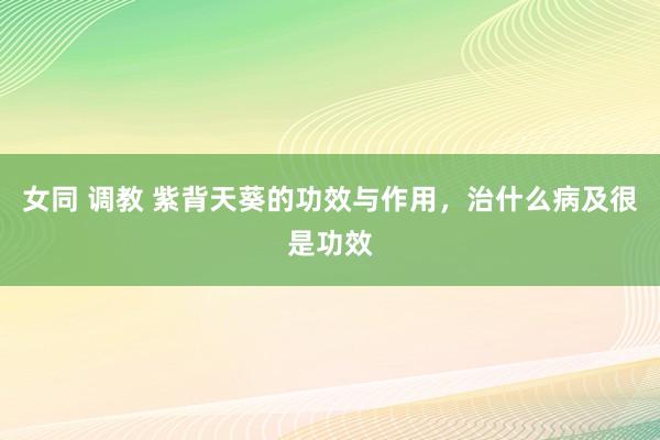 女同 调教 紫背天葵的功效与作用，治什么病及很是功效